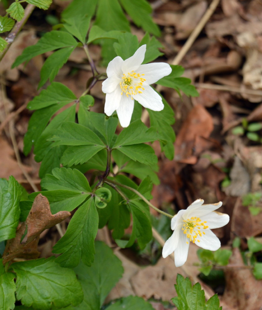 33-Buschwindröschen Anemone nemorosa Waldstück Zwischen Mulde & Fließgraben Am Fürst Franz Weg