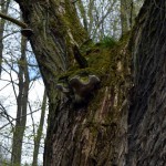 34-Silberweide Mit Pilzen Waldstück Zwischen Mulde & Fließgraben Am Fürst Franz Weg