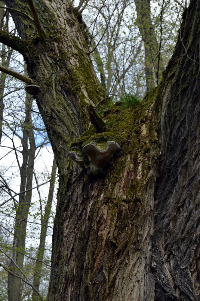 34-Silberweide Mit Pilzen Waldstück Zwischen Mulde & Fließgraben Am Fürst Franz Weg