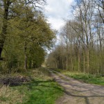 35-Fürst Franz Weg Weg Verbindungsweg Luisium & Große Mückenberge Nach Norden Große Mückenberge & Fließgraben