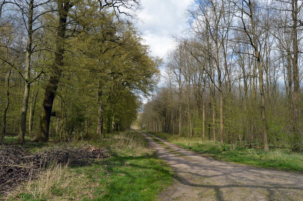 35-Fürst Franz Weg Weg Verbindungsweg Luisium & Große Mückenberge Nach Norden Große Mückenberge & Fließgraben