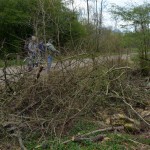 36-Abholzungen Gemeine Esche Waldstück Zwischen Mulde & Fließgraben Am Südostrand Fürst Franz Weg