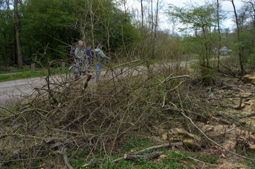36-Abholzungen Gemeine Esche Waldstück Zwischen Mulde & Fließgraben Am Südostrand Fürst Franz Weg