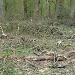 37-Abholzungen Gemeine Esche Waldstück Zwischen Mulde & Fließgraben Am Südostrand Fürst Franz Weg