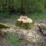 38-Abholzungen Gemeine Esche Waldstück Zwischen Mulde & Fließgraben Am Südostrand Fürst Franz Weg