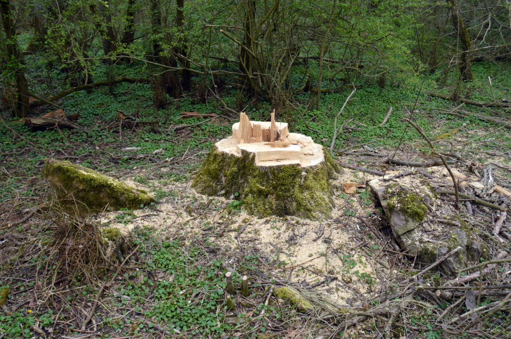 38-Abholzungen Gemeine Esche Waldstück Zwischen Mulde & Fließgraben Am Südostrand Fürst Franz Weg