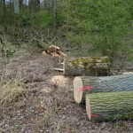 39-Abholzungen Gemeine Esche Waldstück Zwischen Mulde & Fließgraben Am Südostrand Fürst Franz Weg
