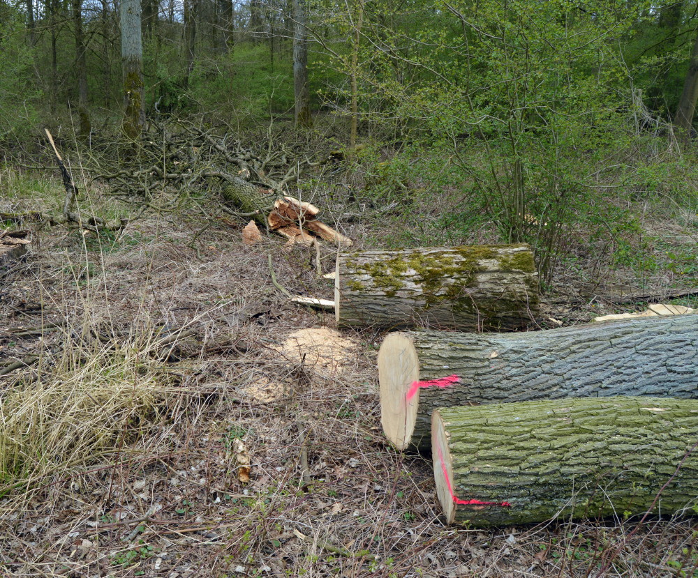 39-Abholzungen Gemeine Esche Waldstück Zwischen Mulde & Fließgraben Am Südostrand Fürst Franz Weg