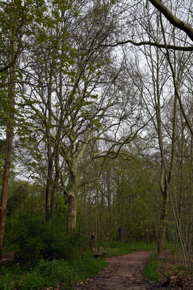 4-Nordteil Peißnitz Weg Südlich Amphibienlaichgewässer Blick Nach Osten