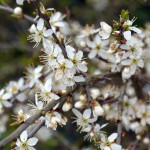 40-Schlehe Prunus spinosa Waldstück Zwischen Mulde & Fließgraben Am Südostrand Fürst Franz Weg