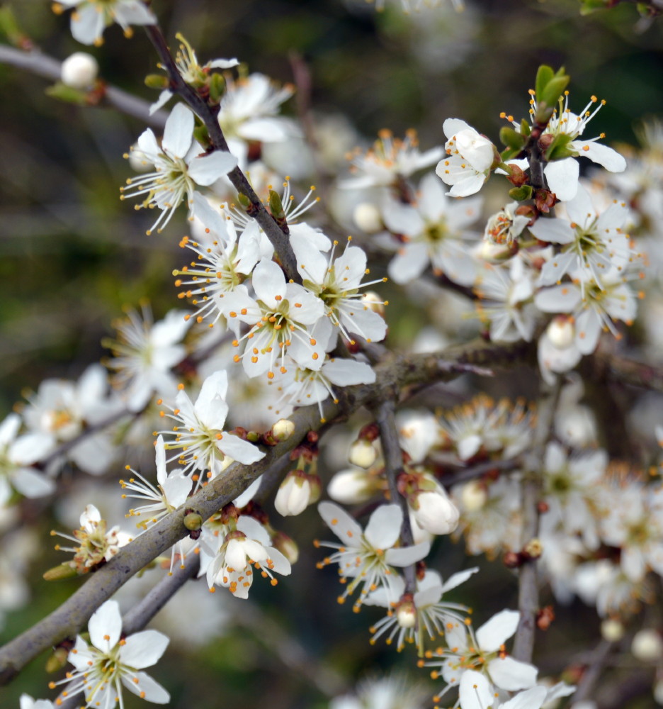 40-Schlehe Prunus spinosa Waldstück Zwischen Mulde & Fließgraben Am Südostrand Fürst Franz Weg