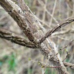 41-Feldulme Ulmus minor Waldstück Zwischen Mulde & Fließgraben Am Südostrand Fürst Franz Weg