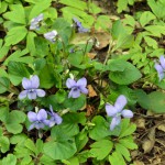 42-Waldveilchen Viola reichenbachiana Waldstück Zwischen Mulde & Fließgraben Am Südostrand Fürst Franz Weg