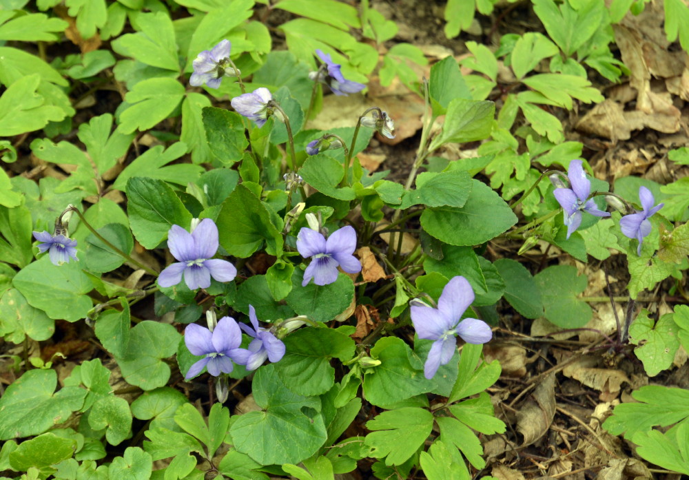 42-Waldveilchen Viola reichenbachiana Waldstück Zwischen Mulde & Fließgraben Am Südostrand Fürst Franz Weg