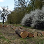 44-Abgeholzte Baumstämme Gemeine Esche & Stieleiche Waldstück Zwischen Mulde & Fließgraben Am Südostrand Fürst Franz Weg & Weg Südwestlich Fließgraben