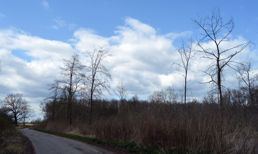 45-Weg Zu Großen Mückenberge Nordöstlich Fließgraben Blick Nach Nordwesten