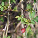 48-Weg Zu Großen Mückenberge Nordöstlich Fließgraben Hundsrose Rosa canina