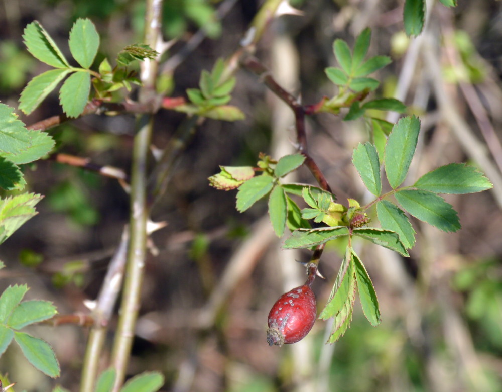 48-Weg Zu Großen Mückenberge Nordöstlich Fließgraben Hundsrose Rosa canina