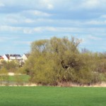 52-Große Mückenberge Blick Nach Norden Nach Rosslau