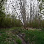 54-Saugrabental Nördlich Lise-Meitner-Straße Blick Nach Nordwesten Unweit Einlauf Graebsee