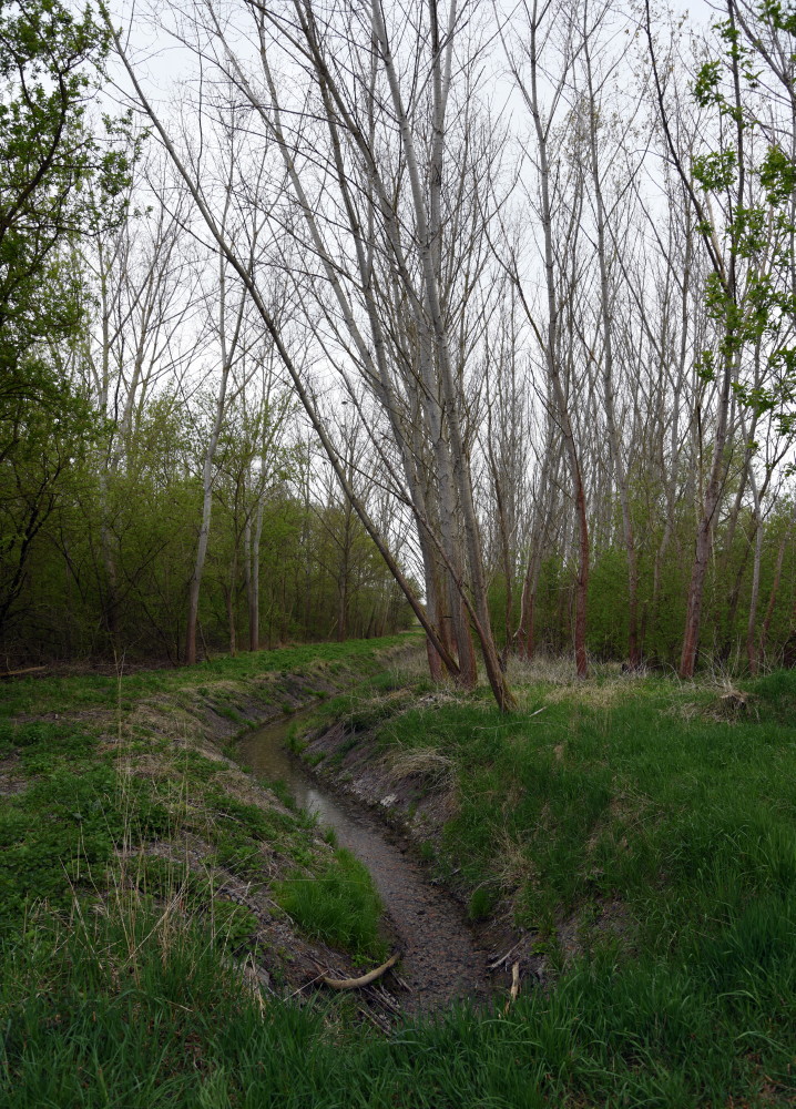 54-Saugrabental Nördlich Lise-Meitner-Straße Blick Nach Nordwesten Unweit Einlauf Graebsee