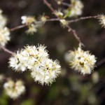 55-Heide-Süd-Nordöstlich Saugraben Schlehe In Blüte