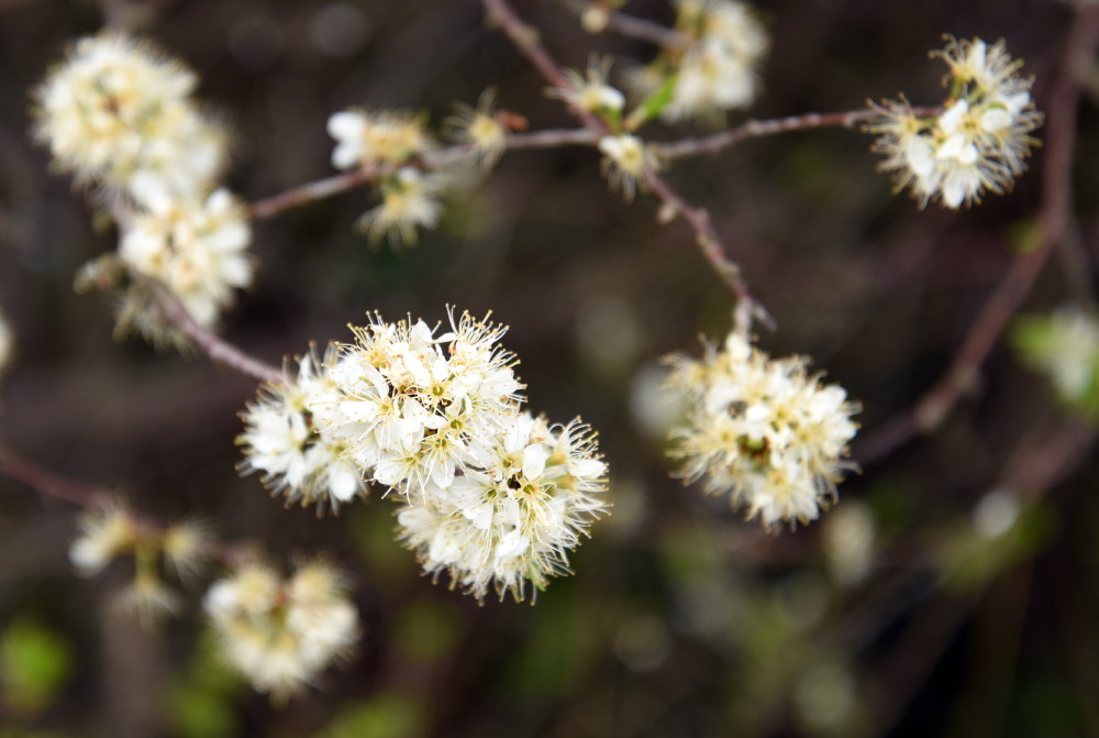 55-Heide-Süd-Nordöstlich Saugraben Schlehe In Blüte