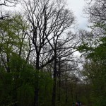 57-Ostteil Dölauer Heide Zuwegung Harzklubstieg Blick Nordwesten