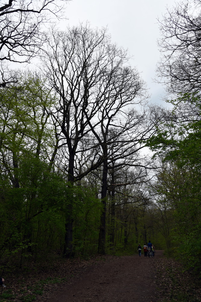 57-Ostteil Dölauer Heide Zuwegung Harzklubstieg Blick Nordwesten