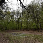 59-Dölauer Heide Herthateich Blick Nach Westen