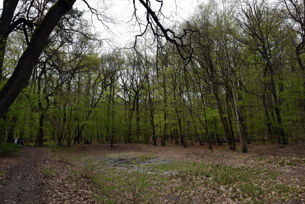 59-Dölauer Heide Herthateich Blick Nach Westen