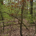 60-Dölauer Heide Östlich Herthateiche