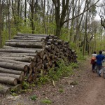 64-Dölauer Heide Harzklubstieg Östlich Kreuzung Mit Hallweg Stämme Winterlinden