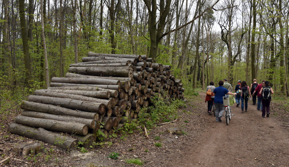 64-Dölauer Heide Harzklubstieg Östlich Kreuzung Mit Hallweg Stämme Winterlinden