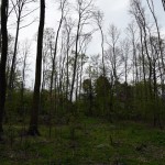 65-Dölauer Heide Abholzungen Waldstück Zwischen Harzklubstieg & Heiderand