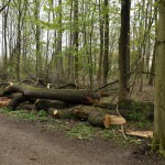 67-Dölauer Heide Abholzungen Waldstück Zwischen Harz klubstieg & Heiderand