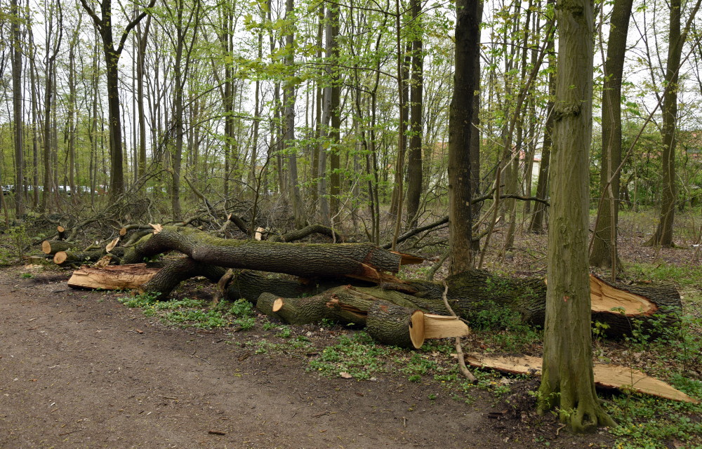 67-Dölauer Heide Abholzungen Waldstück Zwischen Harz klubstieg & Heiderand