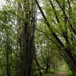 7-Nordteil Peißnitz Blick Nach Süden Ex-Weg Pappelallee