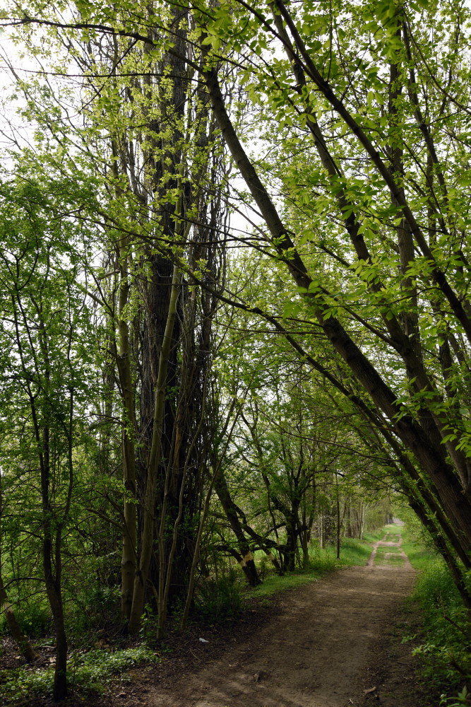 7-Nordteil Peißnitz Blick Nach Süden Ex-Weg Pappelallee