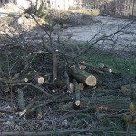 7a-Robert-Blum-Straße Blick Nach Südosten Pauluspark Gefällte Robinie (1)