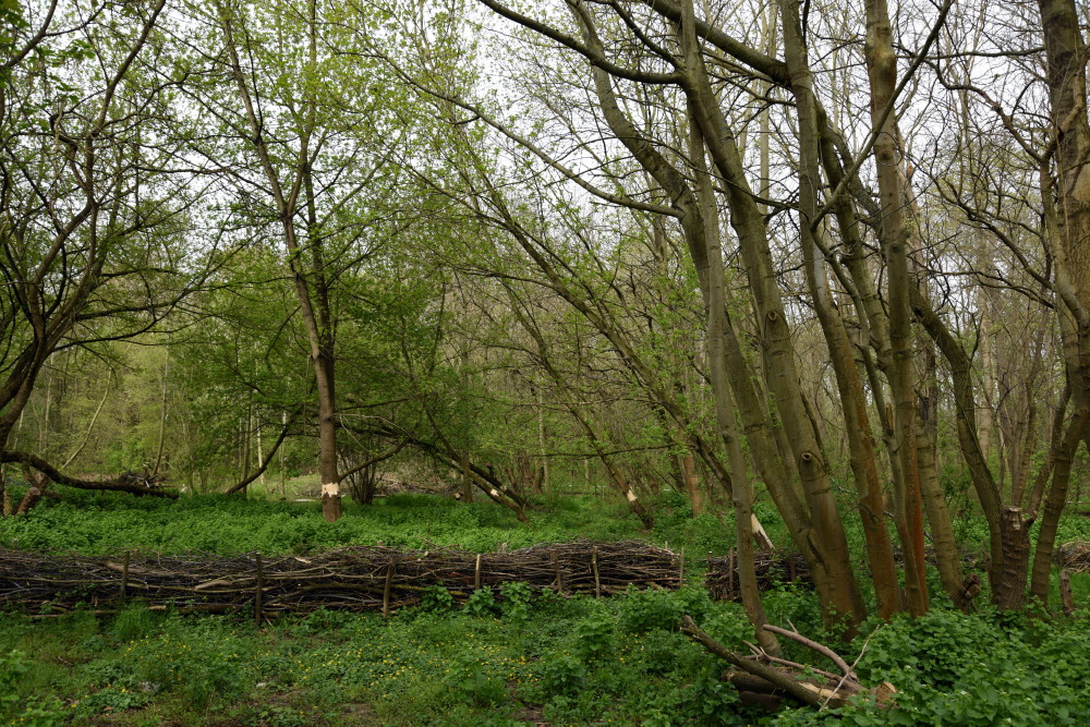 8-Nordteil Peißnitz Ostteil Amphibienlaichgewässer