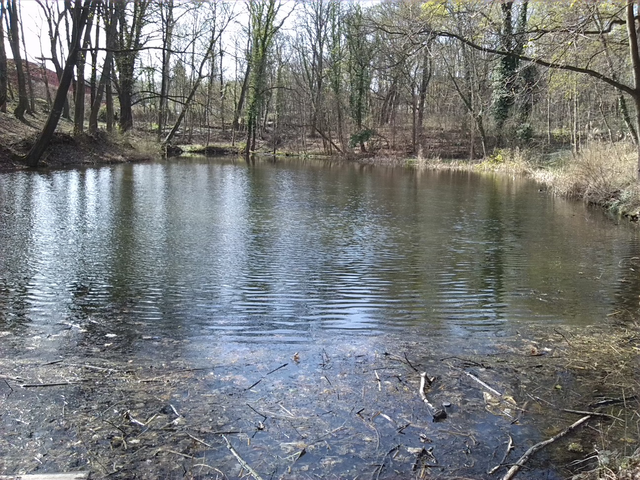 9-Blick Zum Unteren Kreuzer Teich Von Süden (2a)