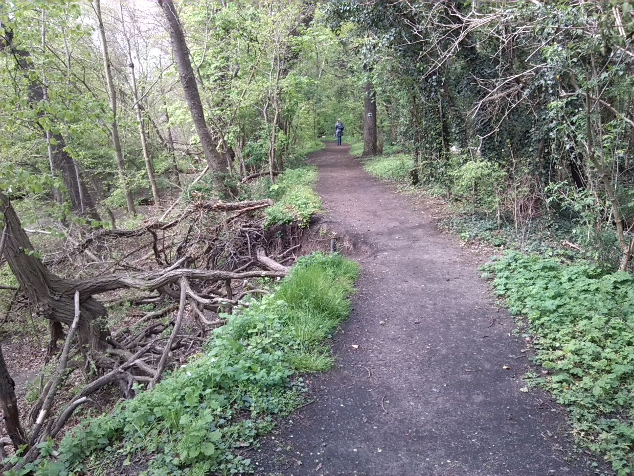 10-Südteil NSG Forstwerder Im Anschluss An Bogenbrücke Blick Westweg Nach Norden (2)