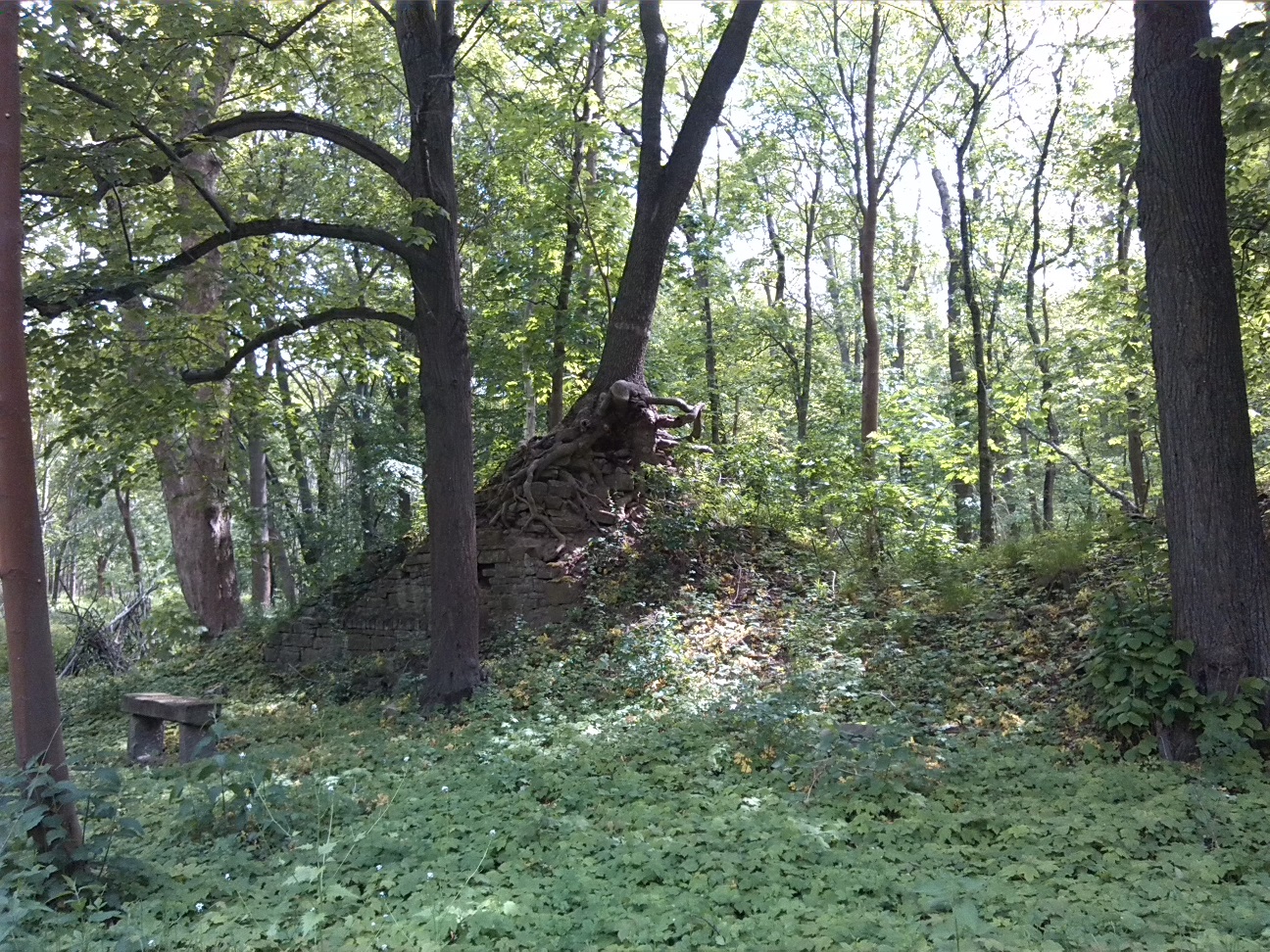 10a-Bernburg Im Ostteil Dröbelscher Busch Blick Nach Osten (1)