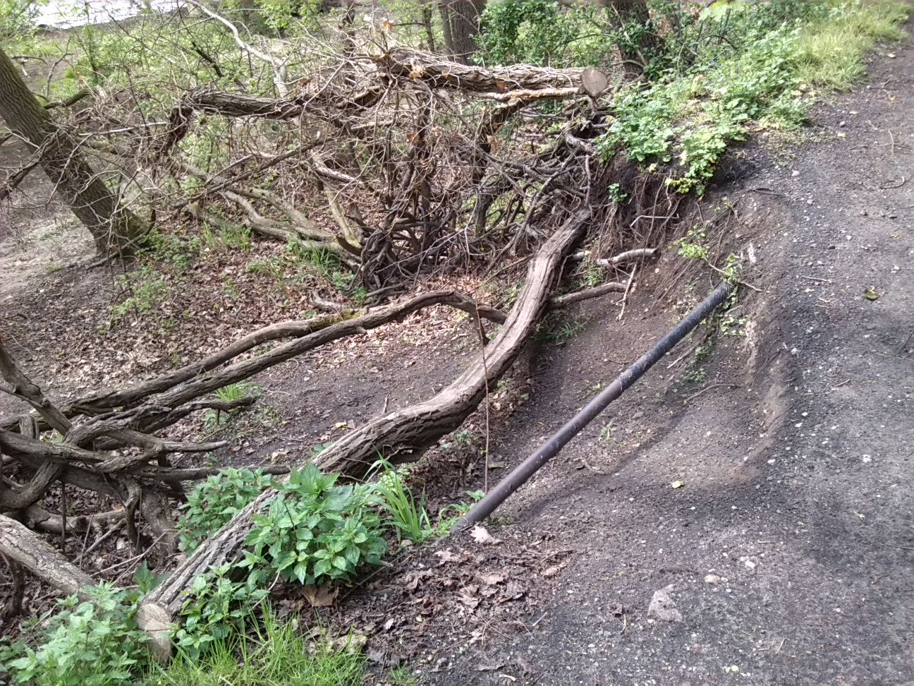 11-Westweg Heruntergetrampelte Wegkante Zum Westufer (2)