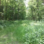 11a-Bernburg Im Ostteil Dröbelscher Busch Blick Nach Südosten (1)