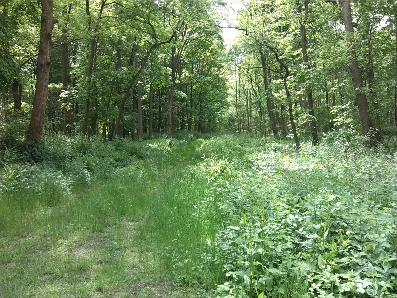 11a-Bernburg Im Ostteil Dröbelscher Busch Blick Nach Südosten (1)