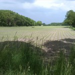 11a-Köthen Altköthen Blick Von Dessauer Straße B185 Nach Osten Zu Acker & Ziethe & Nordrand Ziethe Busch (1)