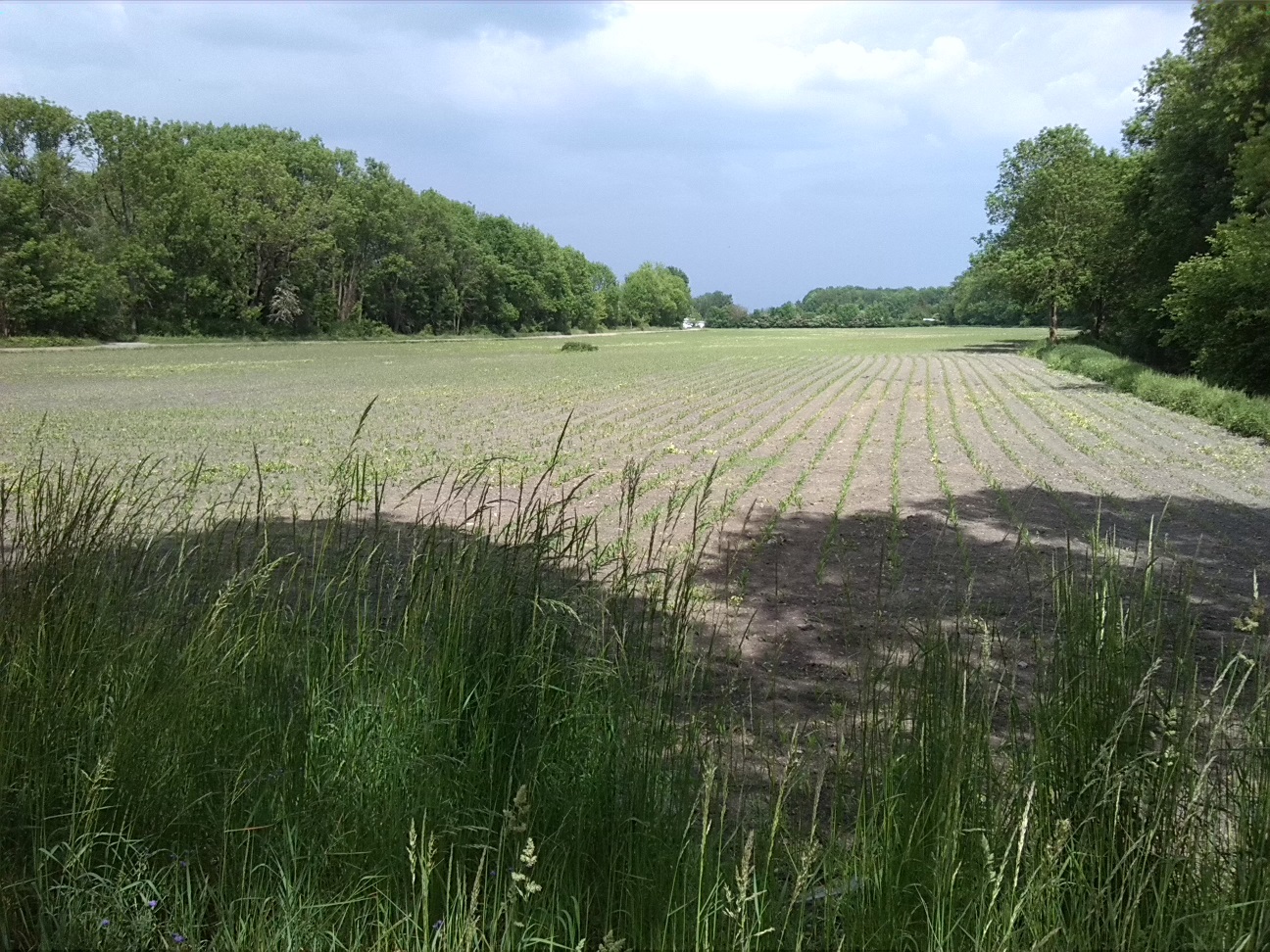11a-Köthen Altköthen Blick Von Dessauer Straße B185 Nach Osten Zu Acker & Ziethe & Nordrand Ziethe Busch (1)