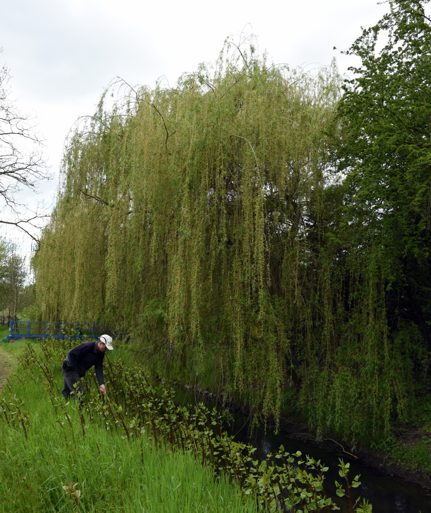 13-Dieskau Reide Nördlich Zollwiesen Mit Trauerweide & Staudenknöterich